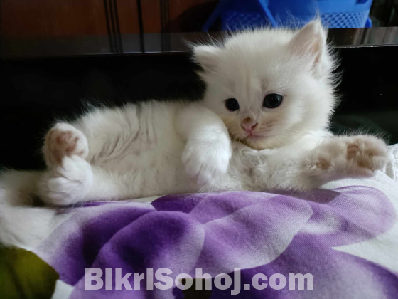 Persian male/female Kitten